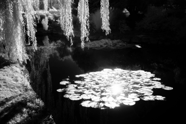 London, Regent's Park, infrared, water lilies