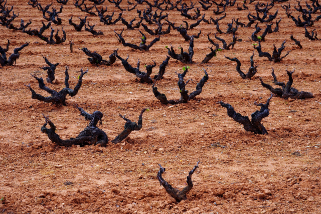 2017-05-04; Spain; Castilla-León; Aranda de Duero; Duero; Wineyard; Tierra roja; Red soil; Jan Ciglbauer Photo