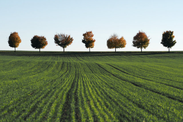 2017-10-14; Czech Republic; South Bohemia; Field; Trees; Alley; Autumn; Green and yellow; Jan Ciglbauer Photo