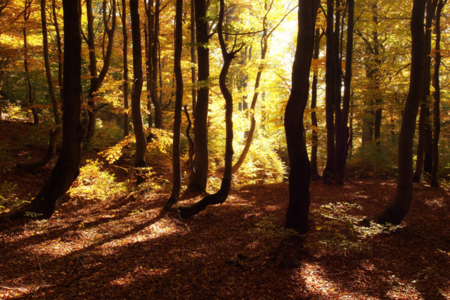 Buchenwald, Erzgebirge, Sudeten, Autumn