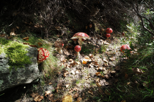 Bosque, Asturias, Amanitas